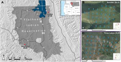 Increased whitebark pine (Pinus albicaulis) growth and defense under a warmer and regionally drier climate